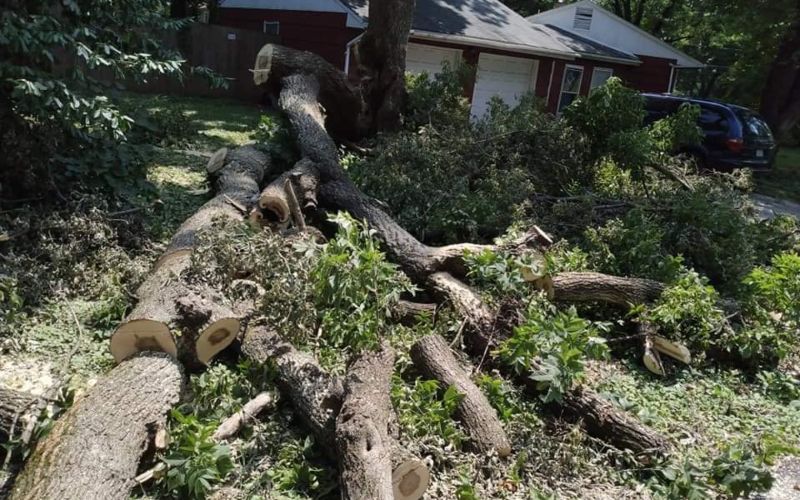 tree-removal1
